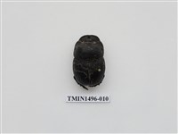 藏品(大黑糞金龜)的圖片